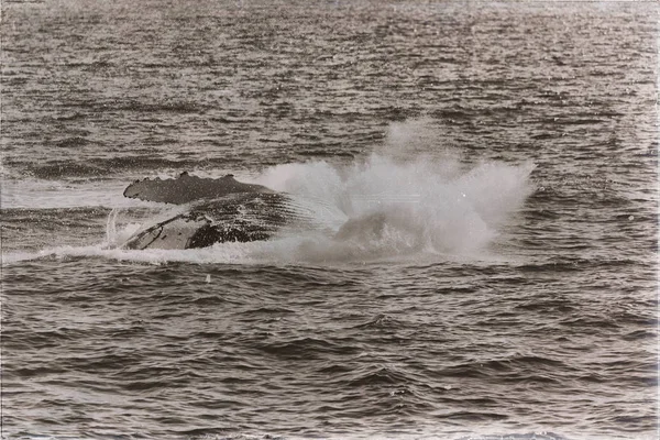 V Austrálii zdarma velryba v oceánu — Stock fotografie