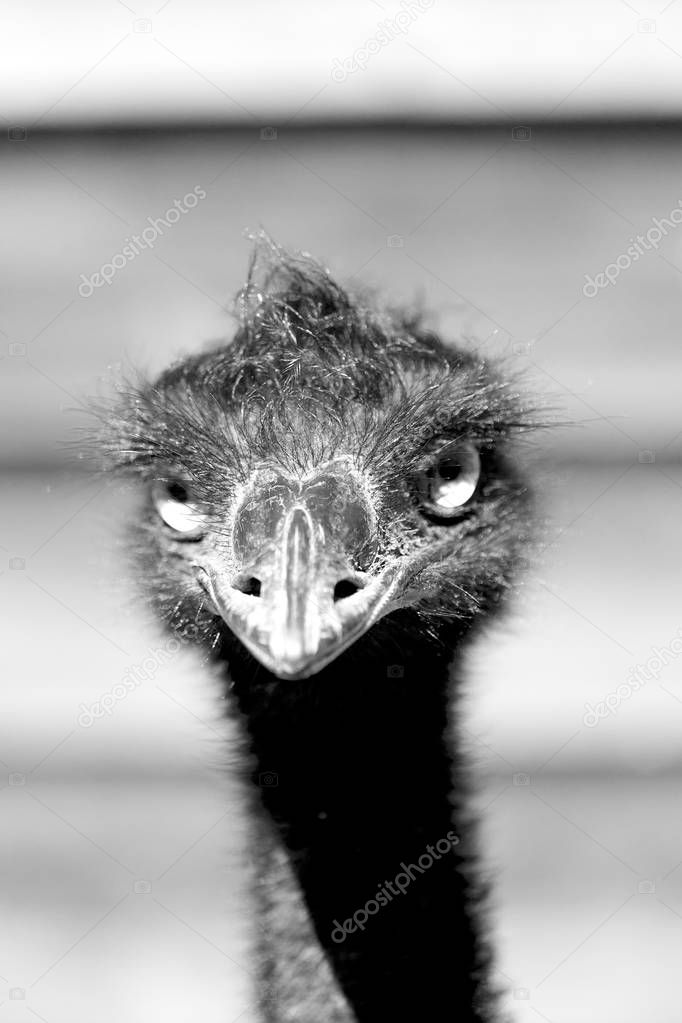 in the park of australia the free emu bird 