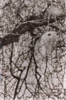 Danakil Etiyopya'da Afrika'da orman ve ağaç bir boş yuva kuş türü bir şube ve gökyüzü