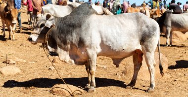   Afrika'da hayvan pazarı çok od inek
