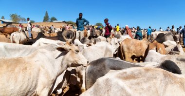   Afrika'da hayvan pazarı çok od inek