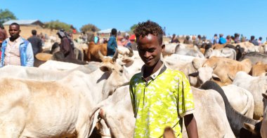   Afrika'da hayvan pazarı çok od inek