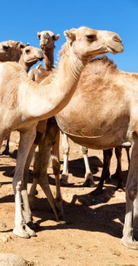  eski pazar çok deve Afrika'da Etiyopya 
