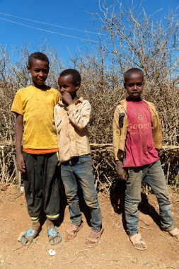 Etiyopya'da Afrika genç erkek deve piyasada 