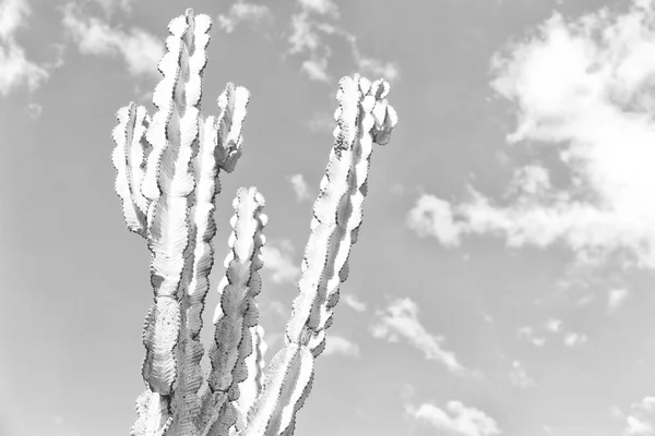 在埃塞俄比亚非洲仙人掌植物纹理像背景抽象在天空中 — 图库照片