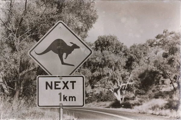 V Austrálii se označení divoké klokaní — Stock fotografie