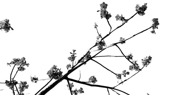Az üres égbolt növény és virág — Stock Fotó