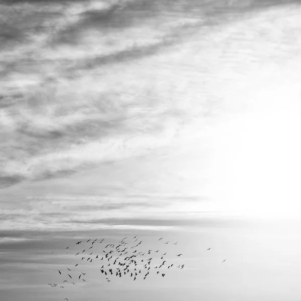Na jasné obloze blízko slunce hejno ptáků — Stock fotografie