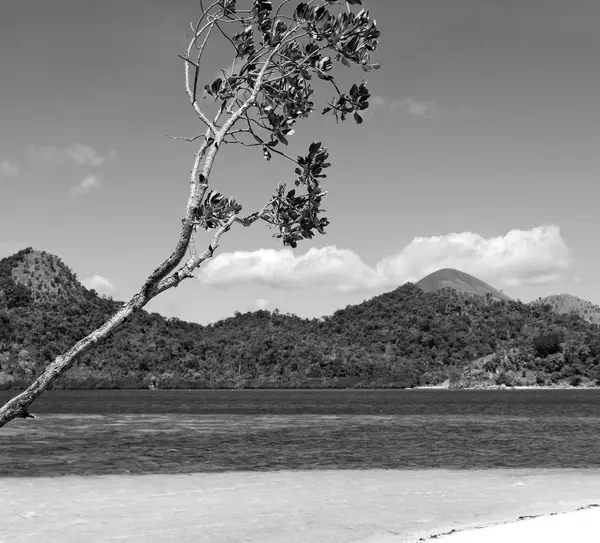 Στο όμορφο νησί cosatline και δέντρο — Φωτογραφία Αρχείου