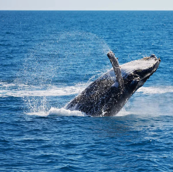 In australia a free whale in the ocean — Stock Photo, Image