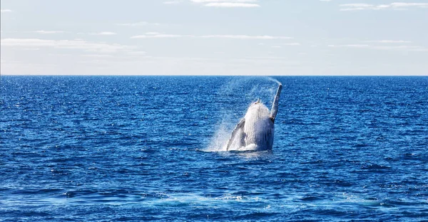 Na Austrália uma baleia livre no oceano — Fotografia de Stock