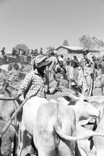 Afrique dans le marché aux animaux lots od vache — Photo