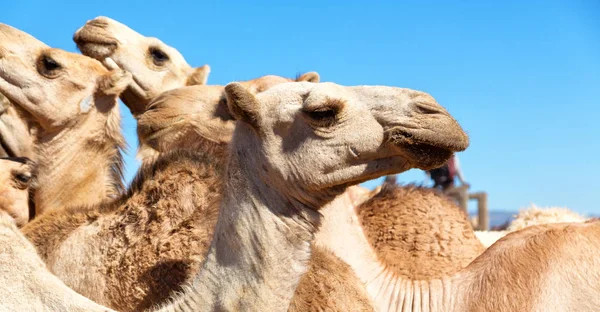 Eski pazar çok deve Afrika'da Etiyopya — Stok fotoğraf