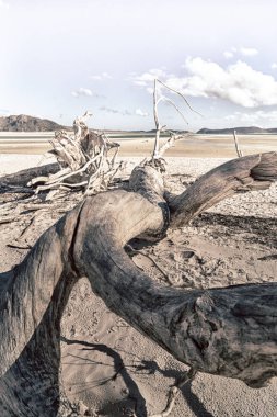  ağaç ve paradise Körfezi'beach