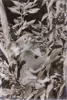 Avustralya'da tipik hayvan koala ücretsiz 