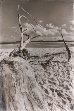  ağaç ve paradise Körfezi'beach