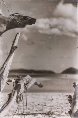  ağaç ve paradise Körfezi'beach
