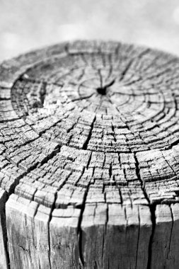 yüzey ağaç arka plan gibi soyut doku 