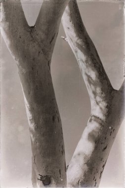  ağaç ve yaprak açık gökyüzünde