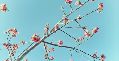 boş gökyüzü bitki ve çiçek