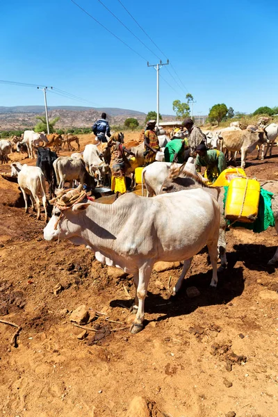 Afrika v kráva od mnoho zvířat trhu — Stock fotografie