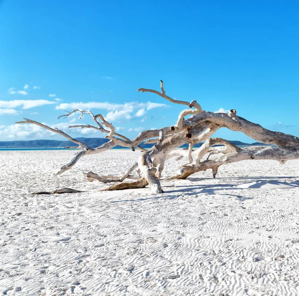Strom a pláže v zálivu paradise — Stock fotografie
