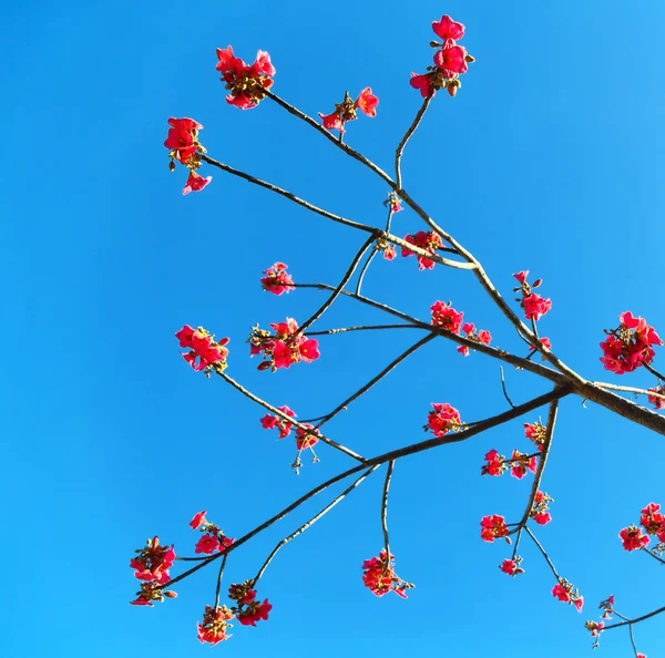 Dans le ciel vide plante et fleur — Photo