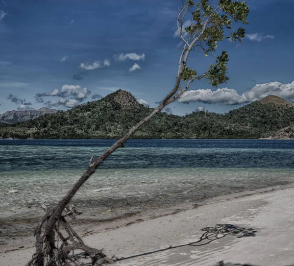 Di pulau yang indah kosatline dan pohon — Stok Foto