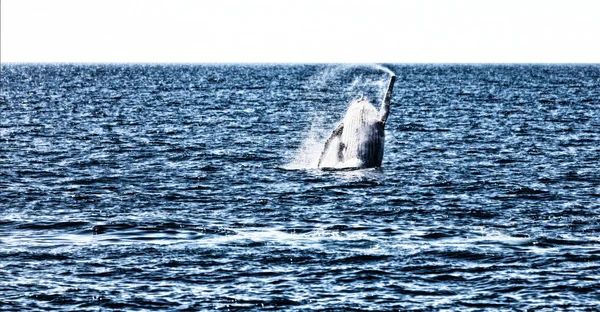 Na Austrália uma baleia livre no oceano — Fotografia de Stock