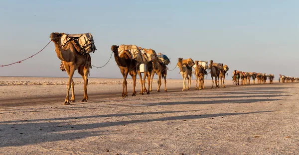 The camels carovan  in the  salt lake — Stock Photo, Image