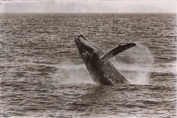 In Australië een gratis walvis in de Oceaan — Stockfoto