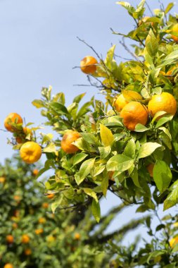 arka planda turuncu bitki 