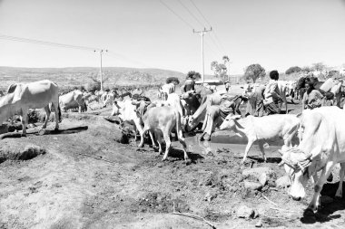   Afrika'da hayvan pazarı çok od inek