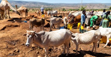   Afrika'da hayvan pazarı çok od inek