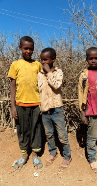 Etiyopya'da Afrika genç erkek deve piyasada 