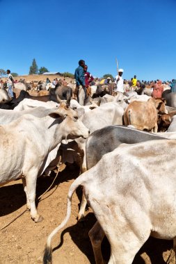   Afrika'da hayvan pazarı çok od inek