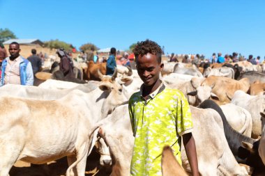   Afrika'da hayvan pazarı çok od inek