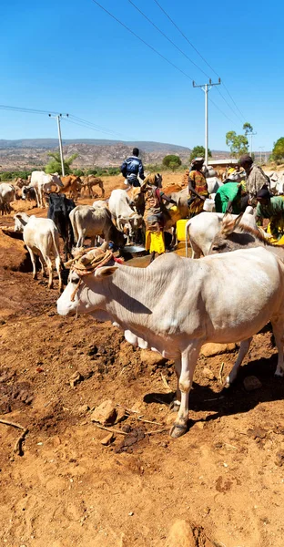Afrique dans le marché aux animaux lots od vache — Photo