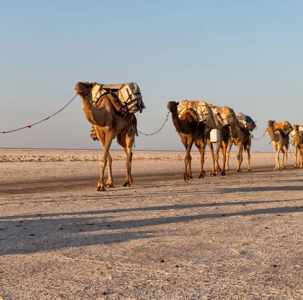 Верблюды карован в соленом озере — стоковое фото
