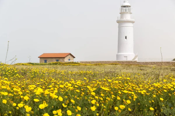 In cyprus the  old lighthouse near a field of flower — Stock Photo, Image