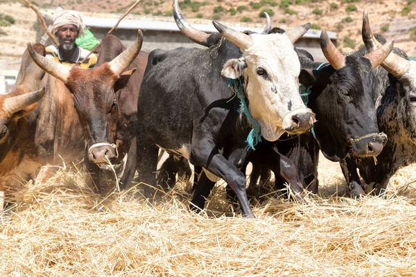 Agriculteur non identifié et la vache battre le grain — Photo