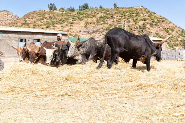 Agriculteur non identifié et la vache battre le grain — Photo