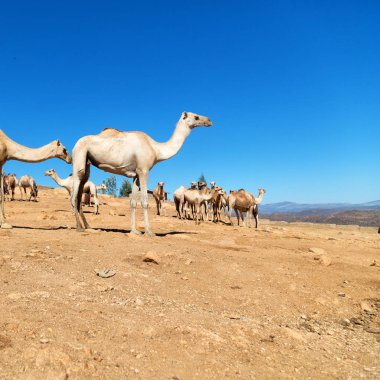  eski pazar çok deve Afrika'da Etiyopya 