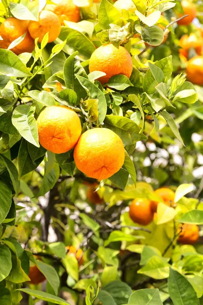 In the background the orange plant — Stock Photo, Image