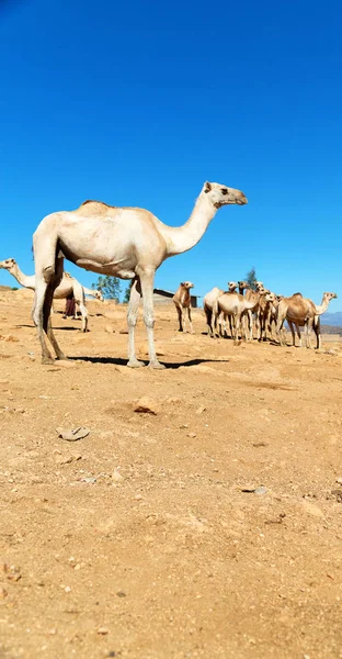 Etiopie Afrika ve starém trhu spousta velbloud — Stock fotografie