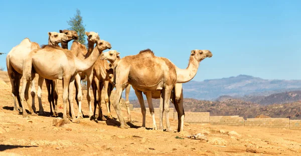 Etiópia áfrica no velho mercado lotes de camelo — Fotografia de Stock