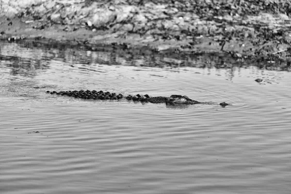 У австралийских рептилий крокодил в реке — стоковое фото