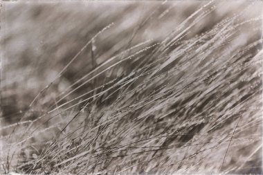 sabah ve aydınlık çim alanlarını 