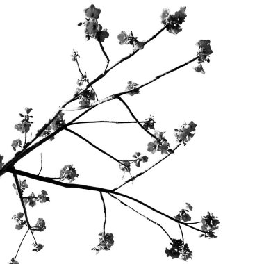 Avustralya'da bitki ve çiçek gök boş