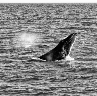 Avustralya okyanus ücretsiz bir balina